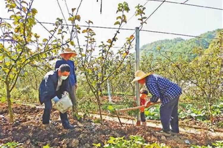 秋月梨8月上旬追什么肥料好？