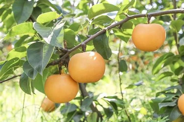 奇兵神犬何捷给张馨予剪发哪一期 张馨予为什么剪头发