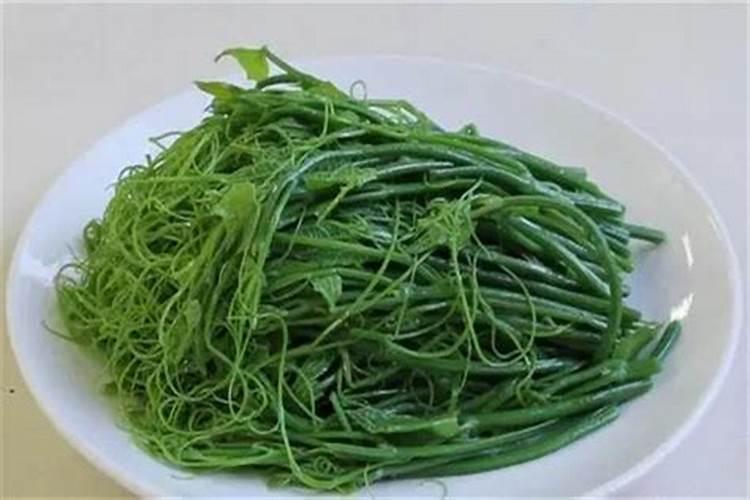 龙树的饲养方法和注意事项有哪些？