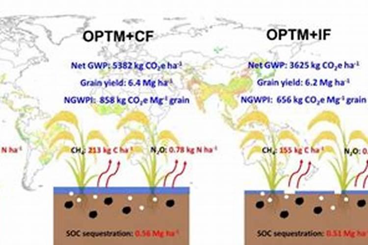 我的葡萄树叶子上发红