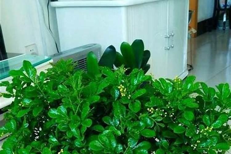 米兰花施什么肥料