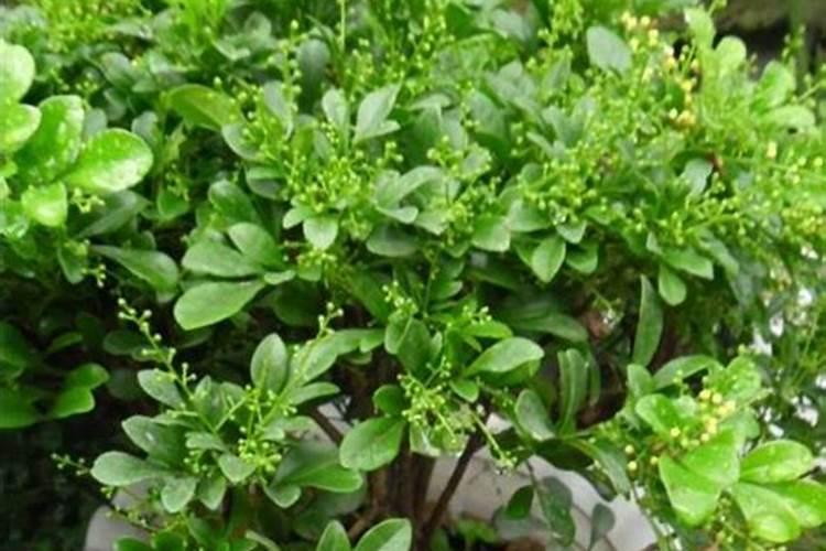 金鸡湖欧月园赏月季指南金鸡湖月季园地址