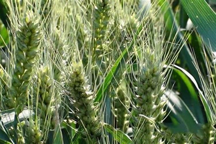 果树叶面肥什么时候喷比较好