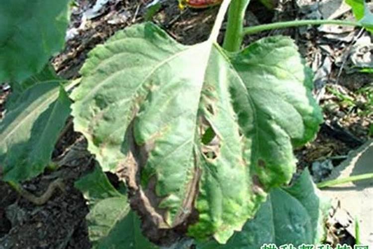 鸡蛋壳是磷肥还是钾肥鸡蛋壳是钾肥还是磷肥