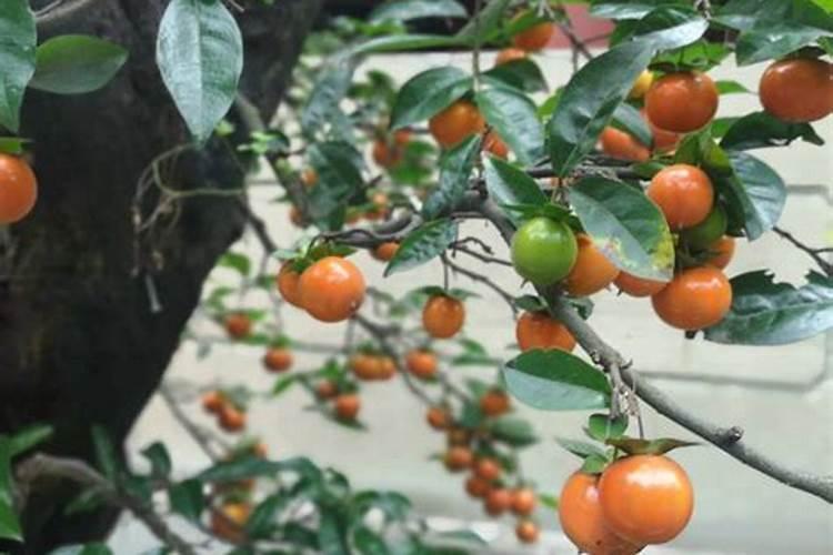 玉米追肥用什么肥好