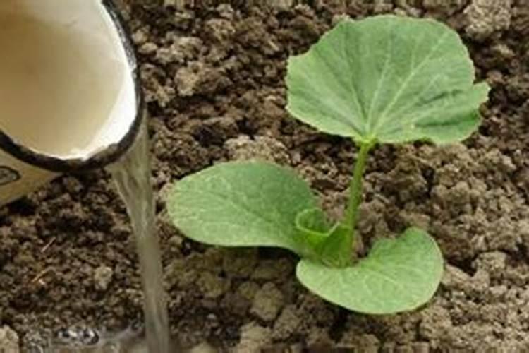 茄子施什么肥好？茄子施肥技术大全