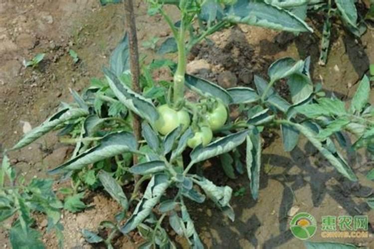 种植玉米用什么钾肥