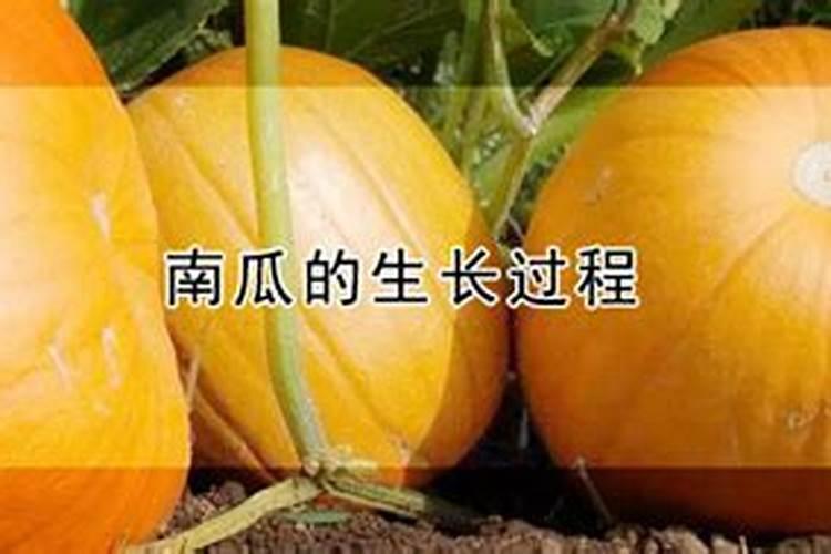 柠檬可以做肥料吗