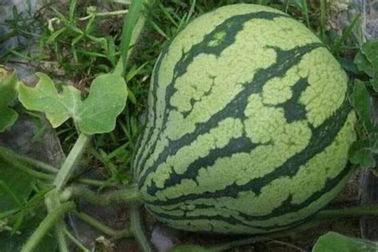 绿化草籽一般什么时间撒