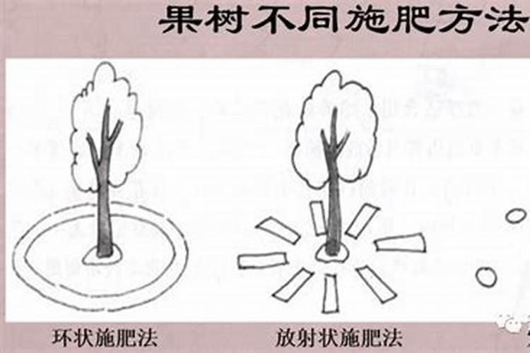 玉米苗打叶面肥大雨前打好还是雨后打好？
