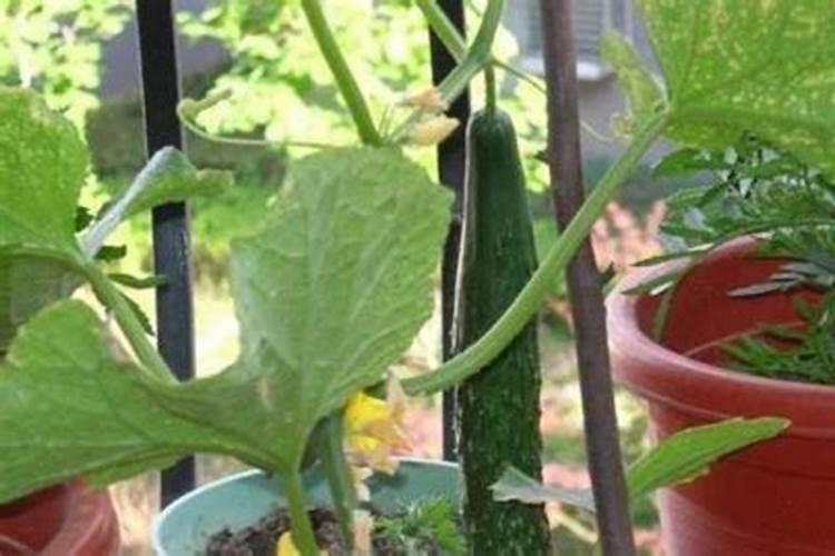 绿叶植物用什么肥料
