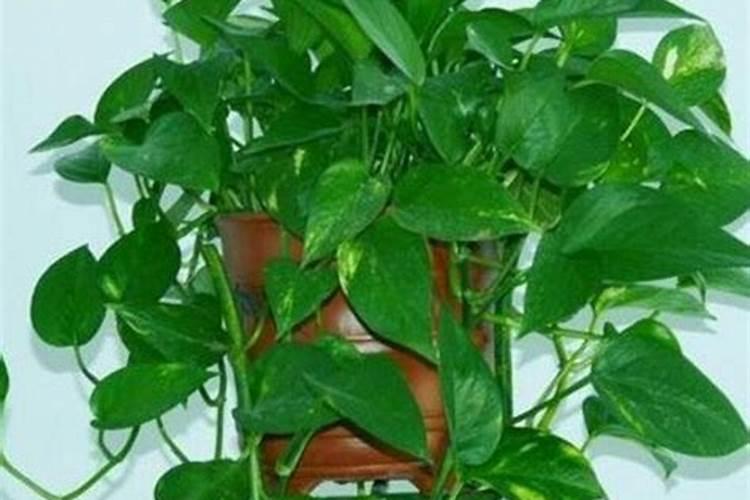 高磷水溶肥有哪些