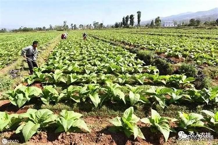 白茶施肥:安吉白茶茶园施什么肥好？