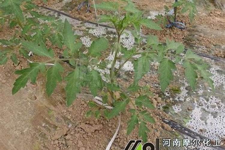 发财树净化空气吗吸甲醛吗