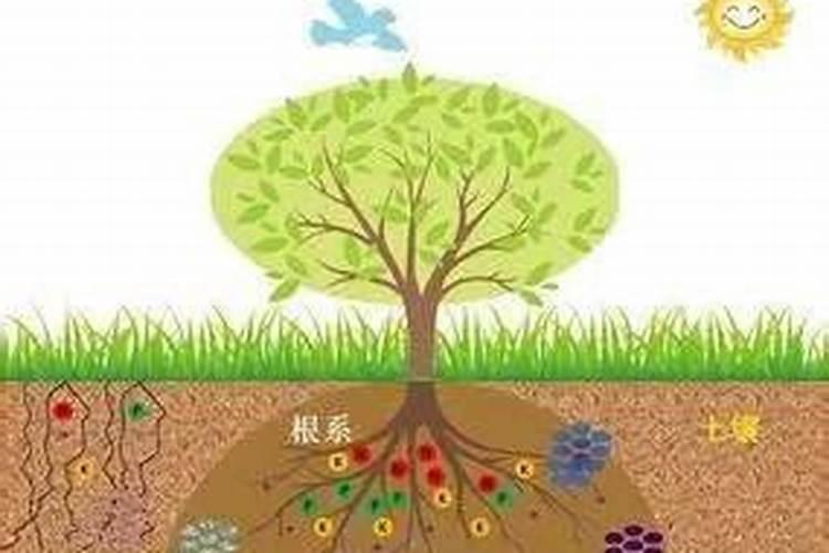 过量施肥土壤酸化