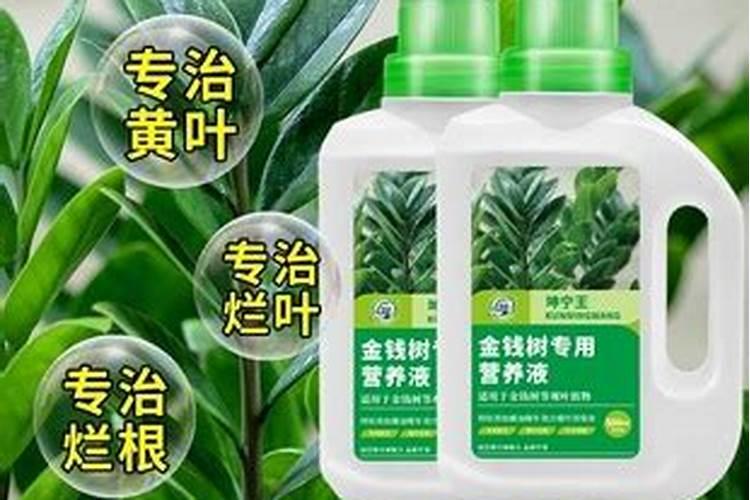 金钱树肥料怎么用
