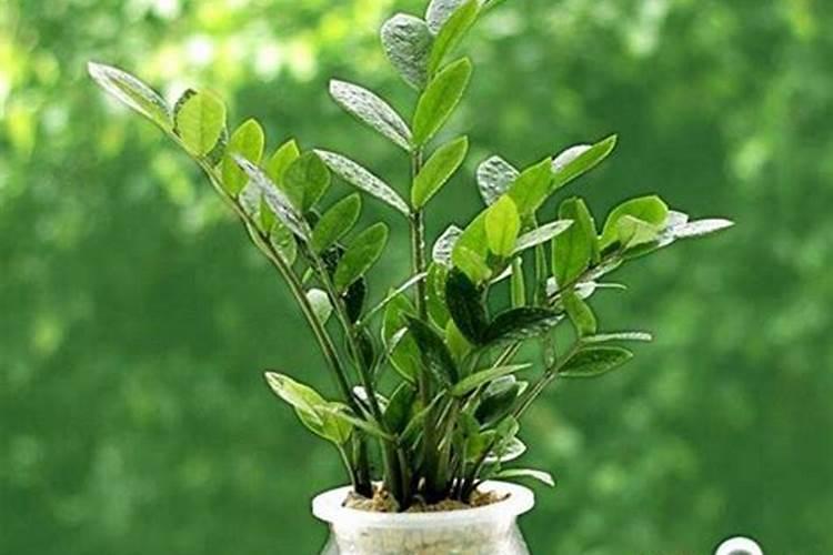 金钱树怎么施肥以及养殖