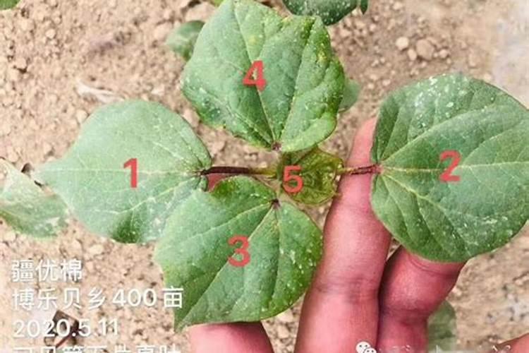 当前棉花叶面施肥怎么样追加