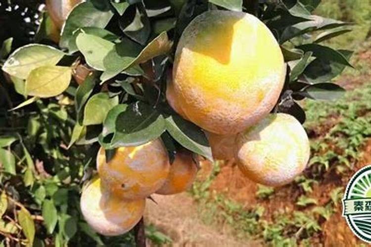 红玉血橙的基本信息