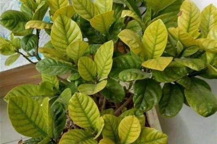 茉莉花可以用黄腐酸钾吗