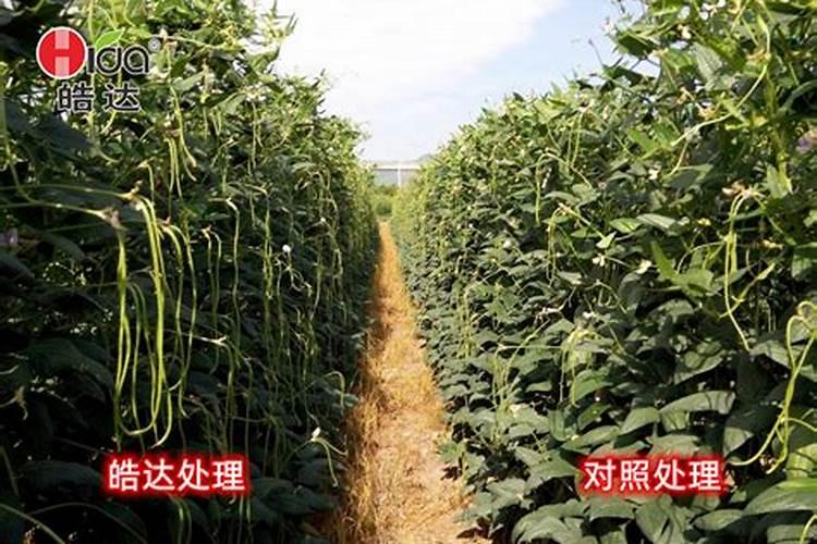 各位老师好种豆角用什么肥好？