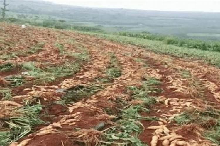 辣椒专用肥料哪种最好