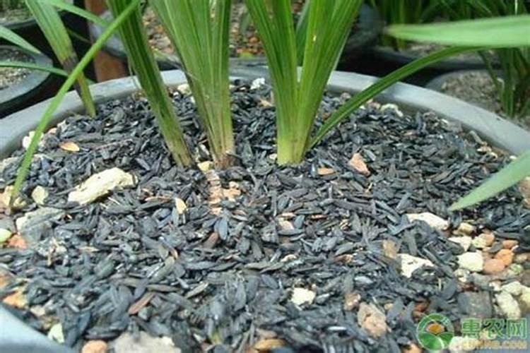 辣椒用什么肥料好