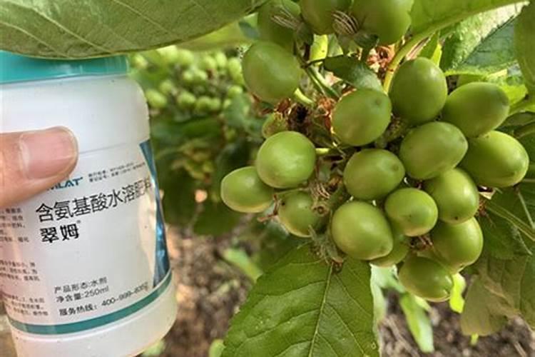 刚刚移栽的樱桃树可以使用叶面肥吗？怎样使用？