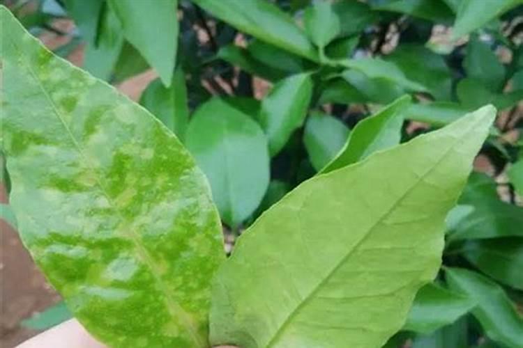 叶面肥打多了有害吗,打完多久下雨会影响