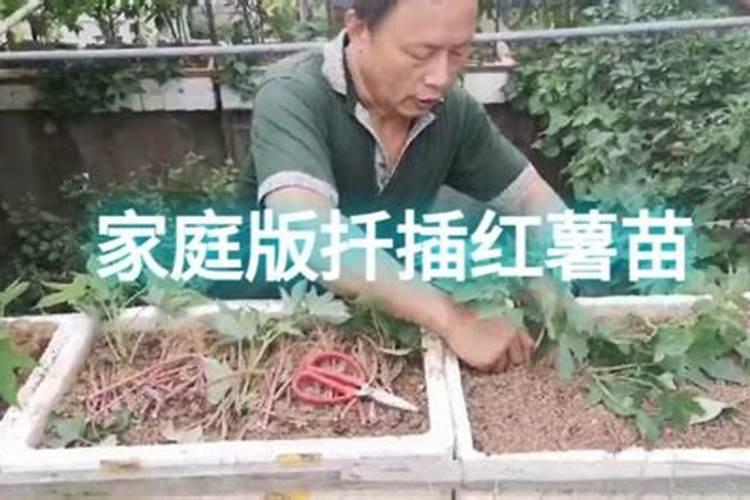 液体肥养花怎么用