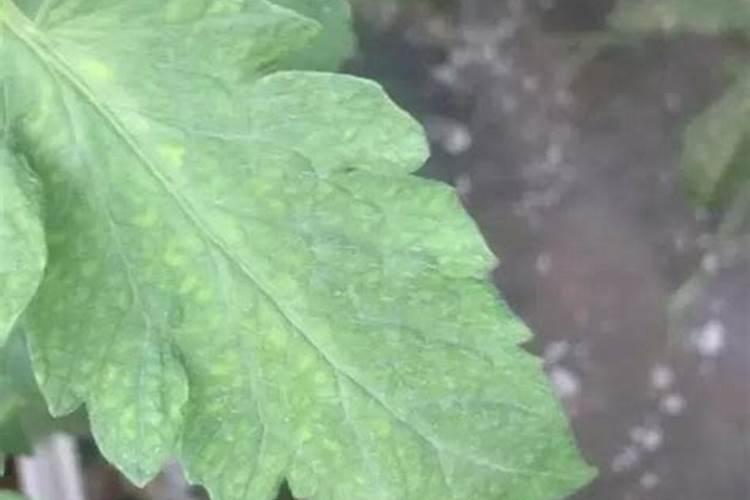 硼肥是什么肥料怎样使用