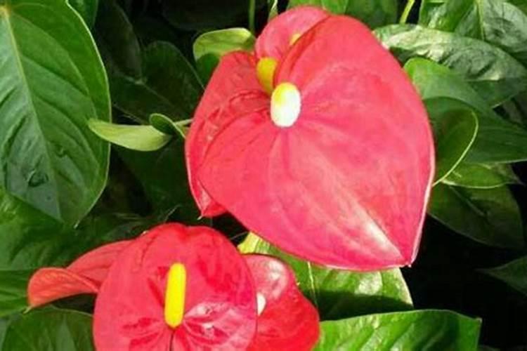 MS培养基MS培养基配方表