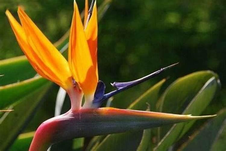 甘蔗苗期应该喷点什么叶面肥？