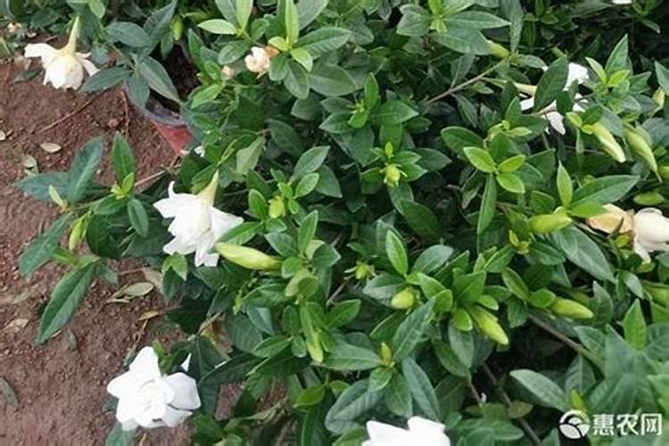 催芽用什么肥料最好