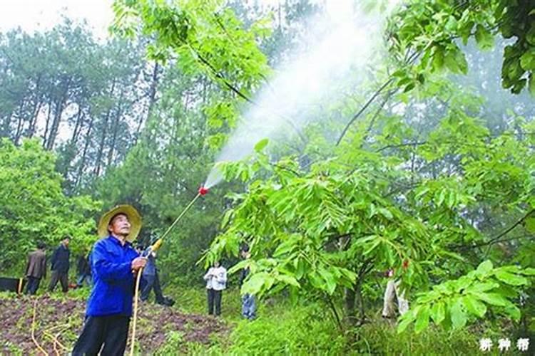板栗什么时期施肥最好？