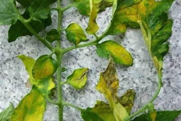 草莓怎么施肥才好？