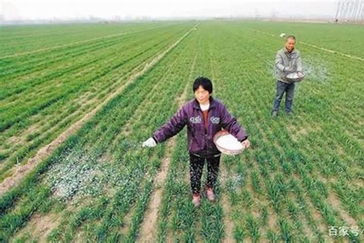 农民种地用什么肥料？