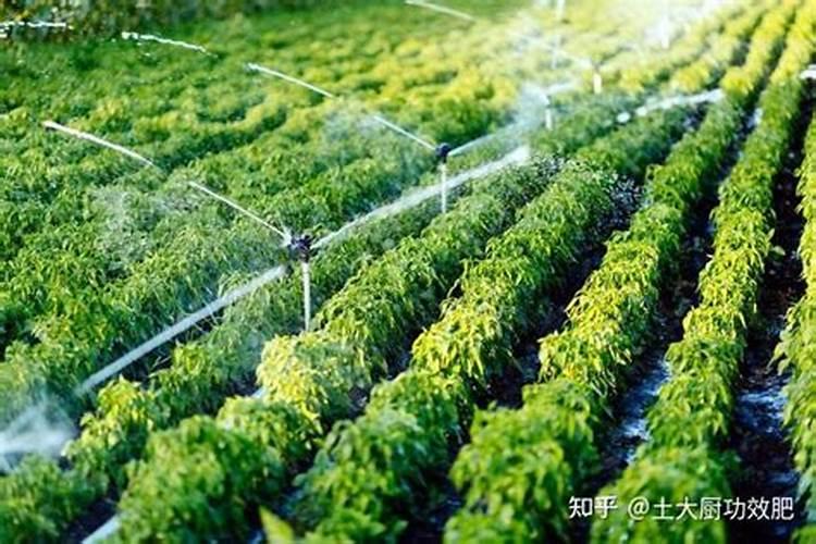 腐烂的菜叶可以当肥料吗？