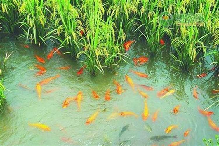 氮肥的鉴别