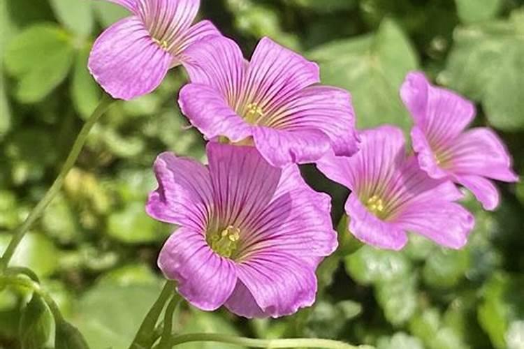 市场上卖的蔬菜有没有没打农药的？农村人种菜都不打农药吗？