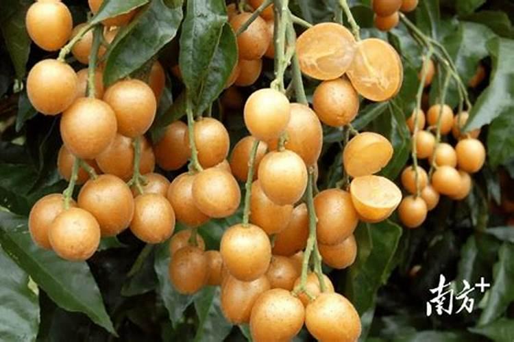 樱桃树秋季什么时候施肥？