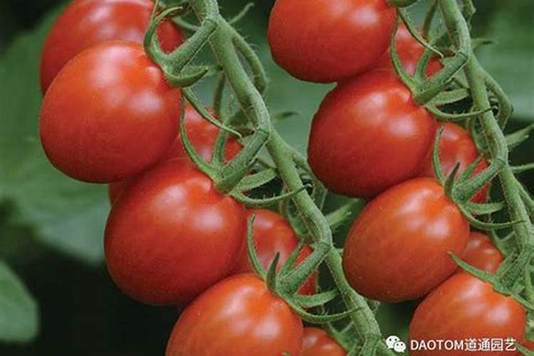 花生麸是什么东西