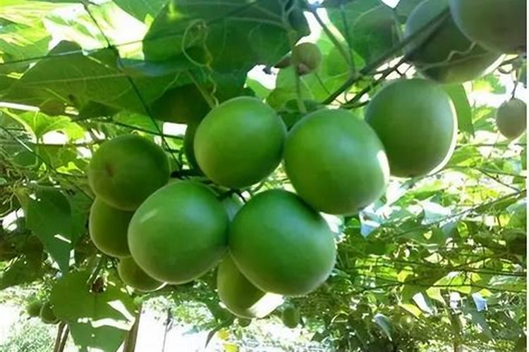 种植药材用菌肥效果好不好？