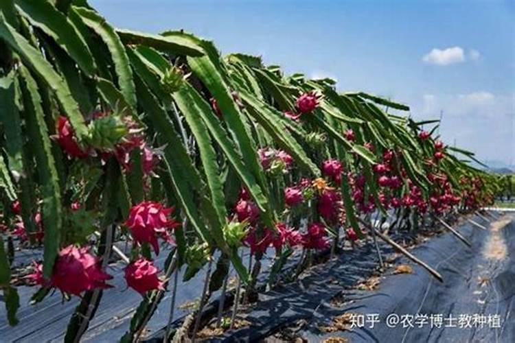 火龙果施什么肥最好 火龙果的施肥要点