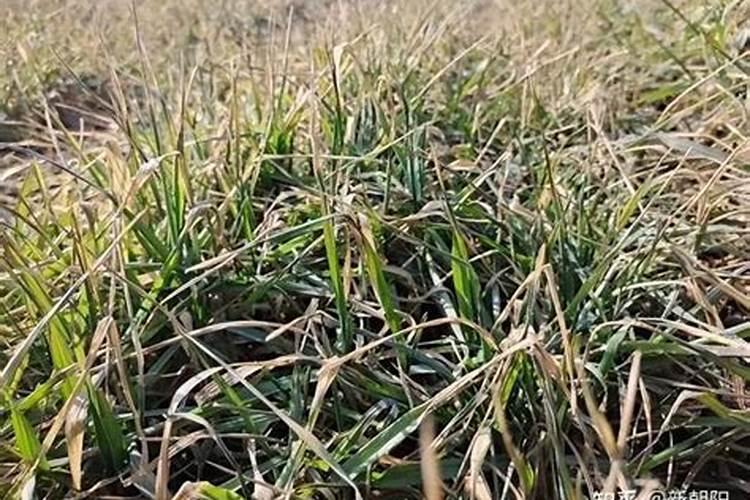 某物质只含有一种元素则该物质是什么