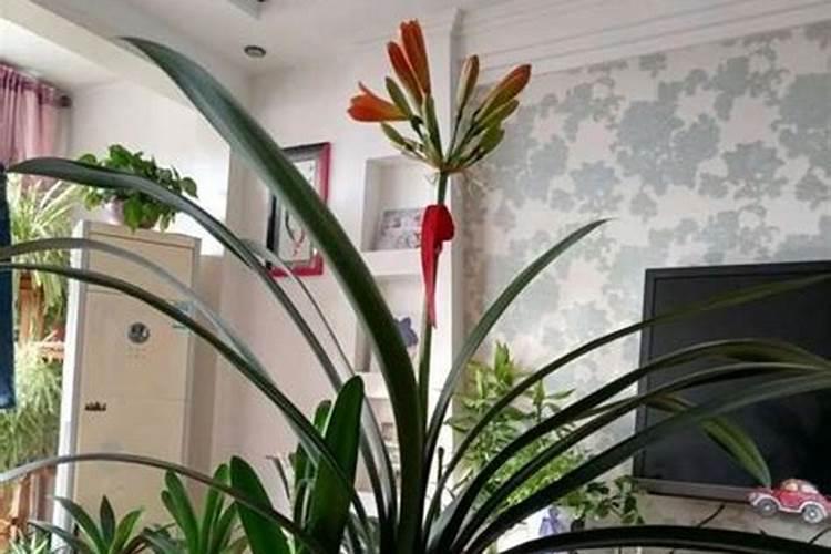 蝴蝶兰长花剑怎么施肥