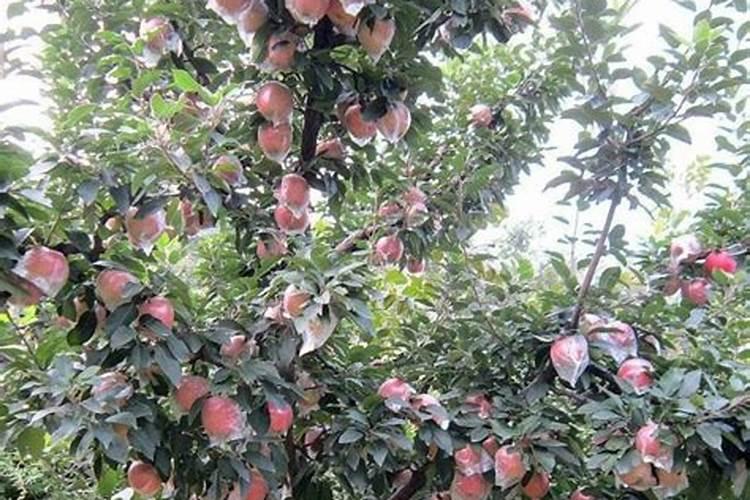 难溶性磷肥有哪些