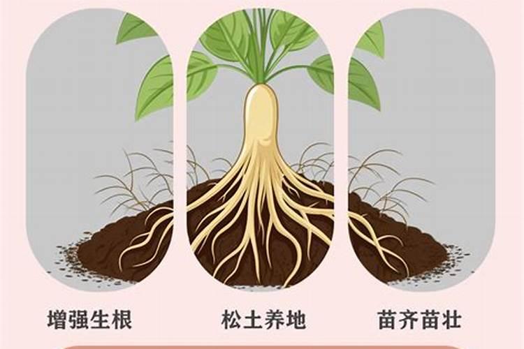 为什么树叶烧成灰是碱性钾肥,而腐烂又是酸性肥料？