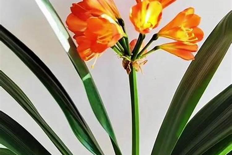 凤梨花几天浇一次水,春夏秋冬各不同