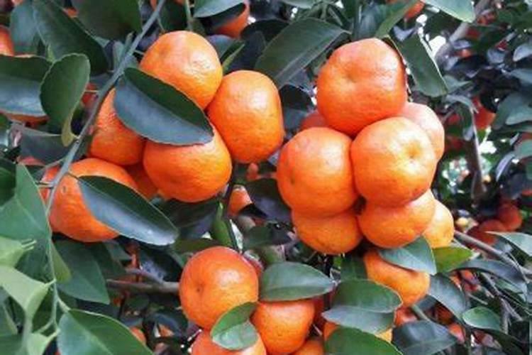 沙糖桔第二次保果用什么药